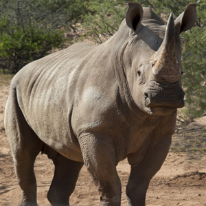 Rhino